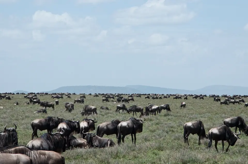 Serengeti_Sued509.jpg