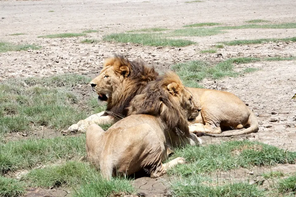 Serengeti_Sued514.jpg