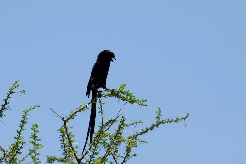 Tarangire281.jpg
