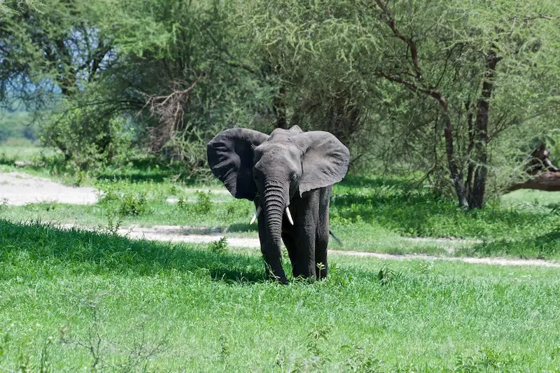 Tarangire282.jpg