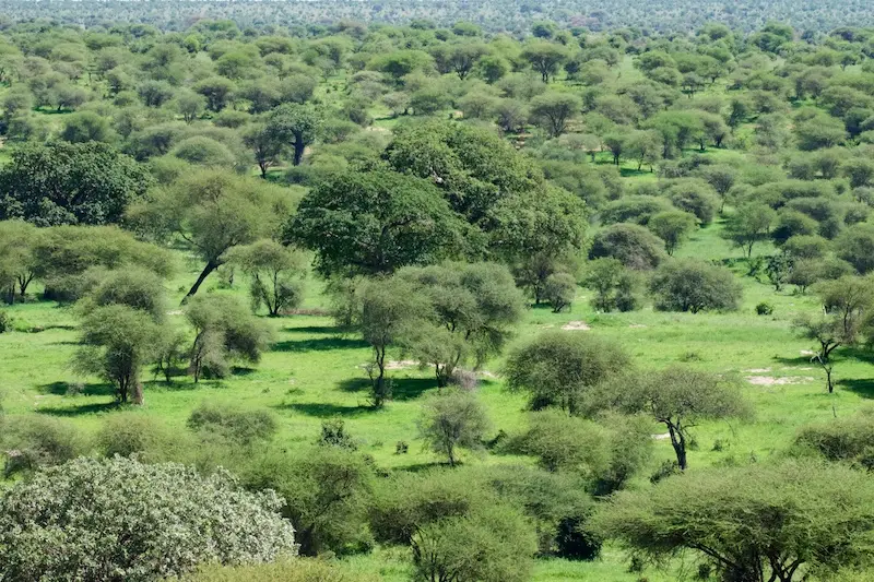 Tarangire286.jpg