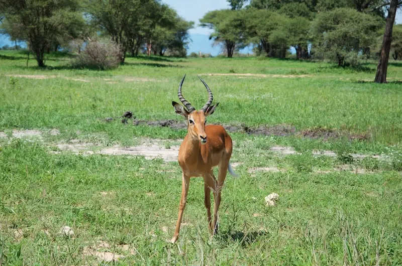 Tarangire299.jpg