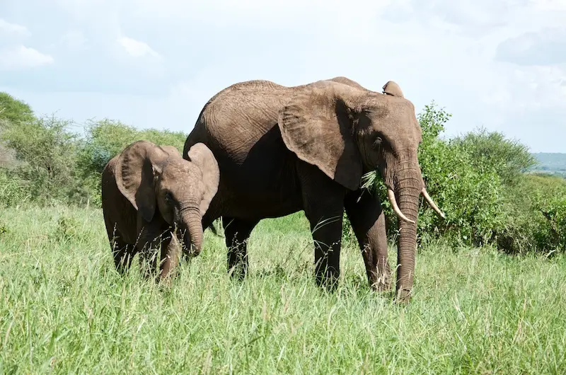 Tarangire300.jpg