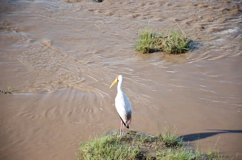 Tarangire315.jpg
