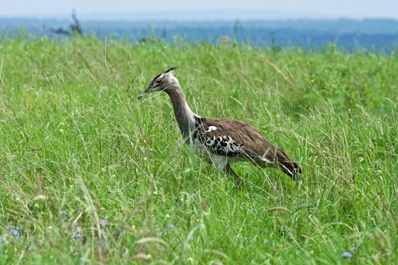 Tarangire324.jpg