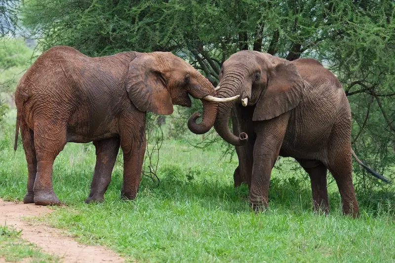 Tarangire334.jpg