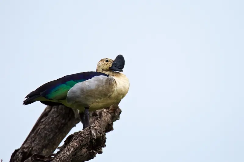 Tarangire338.jpg