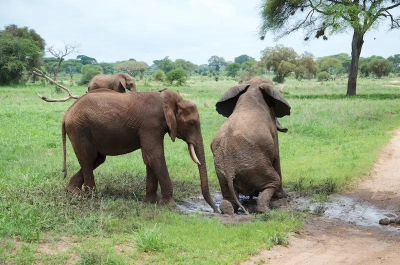 Tarangire341.jpg