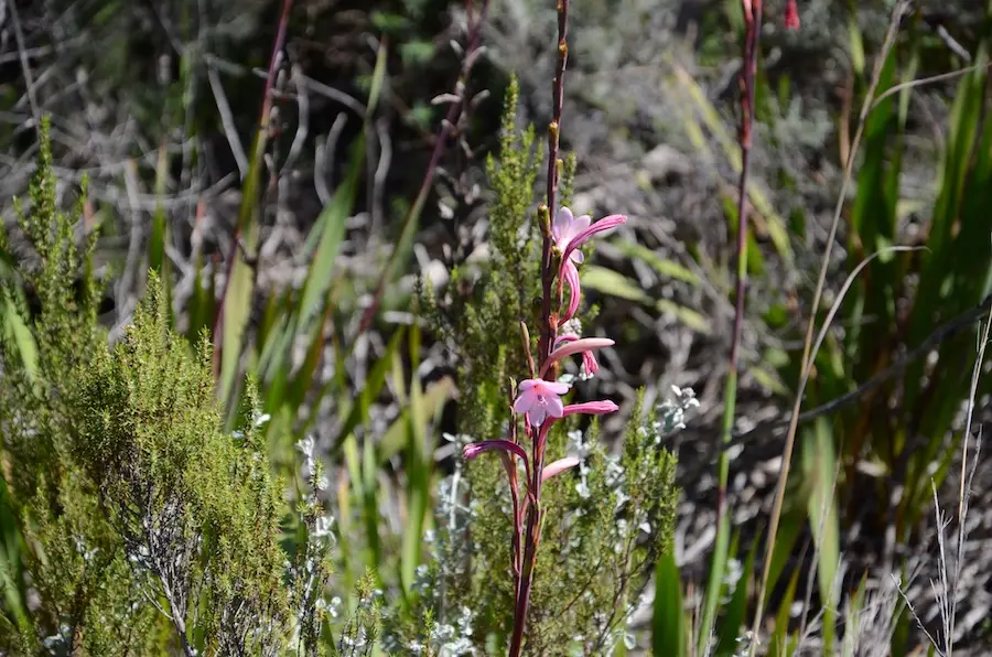 Watsonia249.jpg
