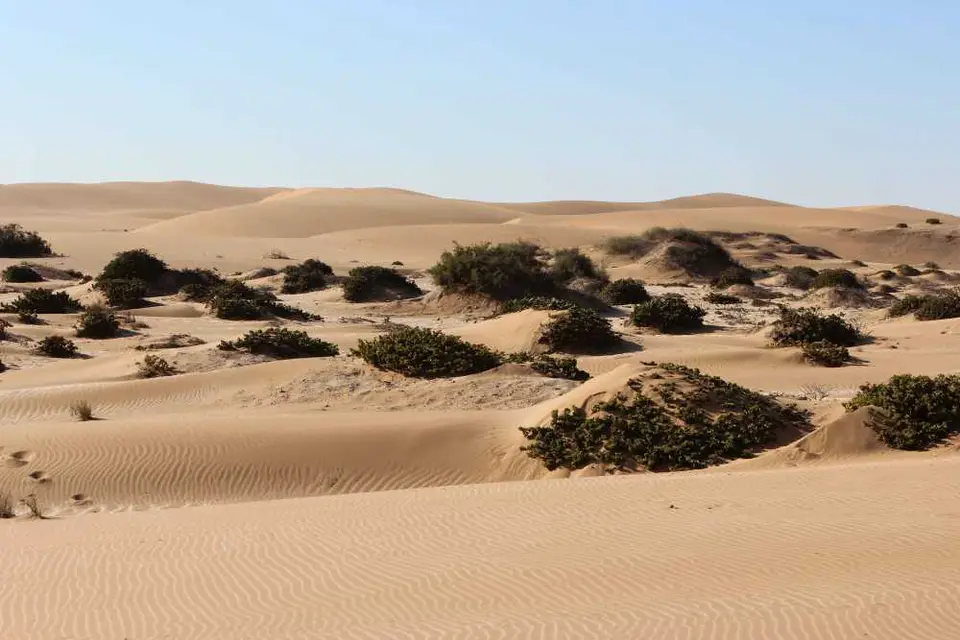 124LivingDesert.jpg