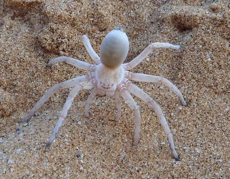 125LivingDesertWhiteLady.jpg