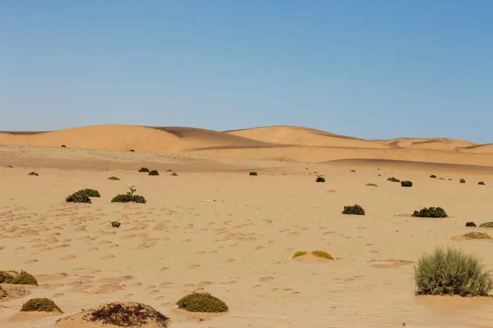 132LivingDesert.jpg