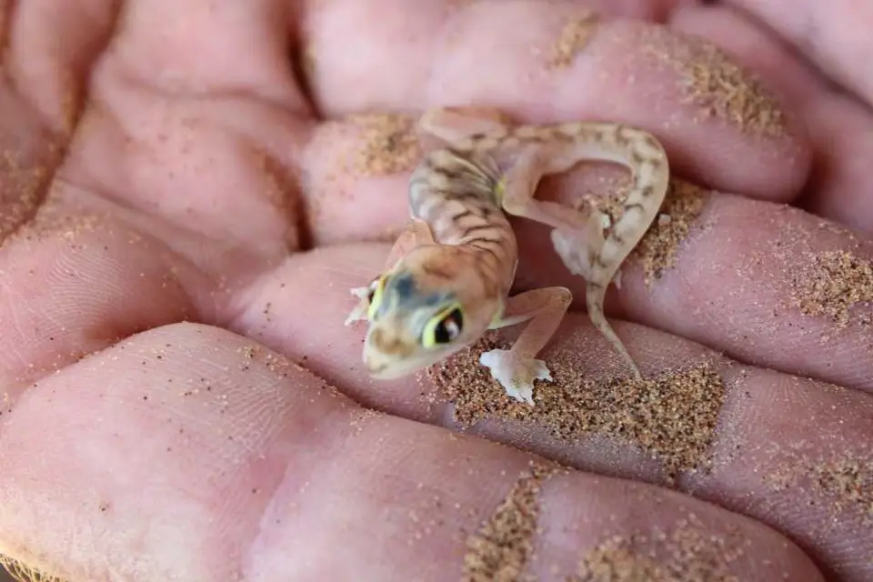 133LivingDesertGecko.jpg