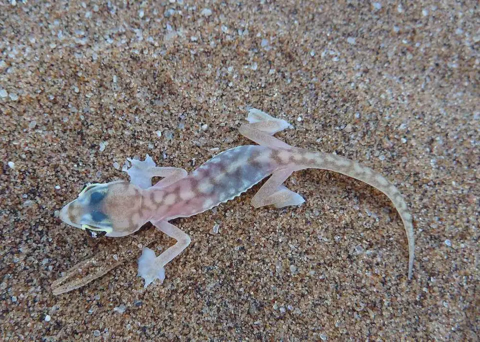 134LivingDesertGecko.jpg
