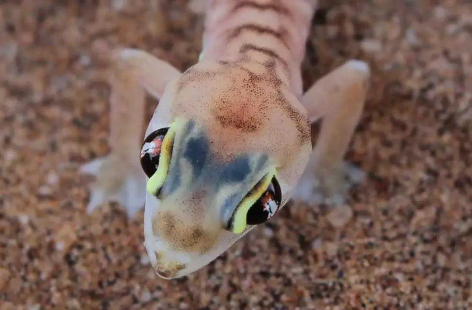 135LivingDesertGecko.jpg