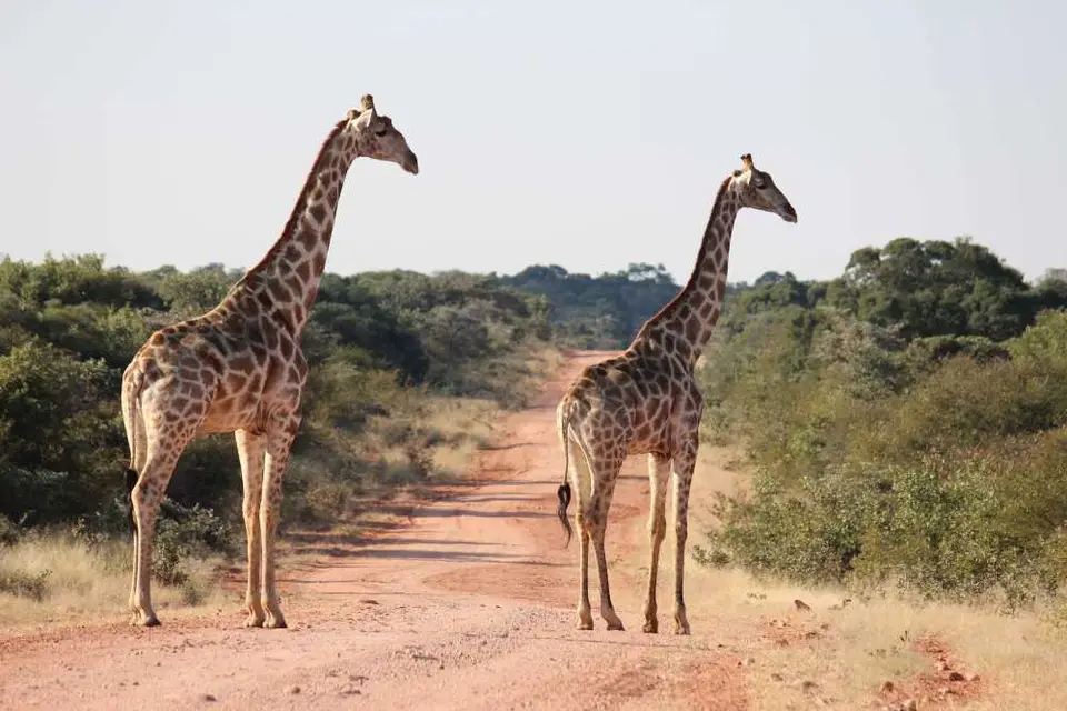 322Waterberg.jpg