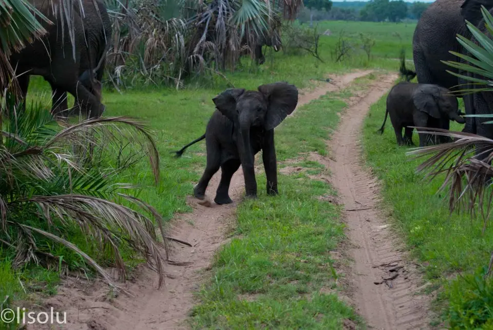 Tembe2012_107.jpg