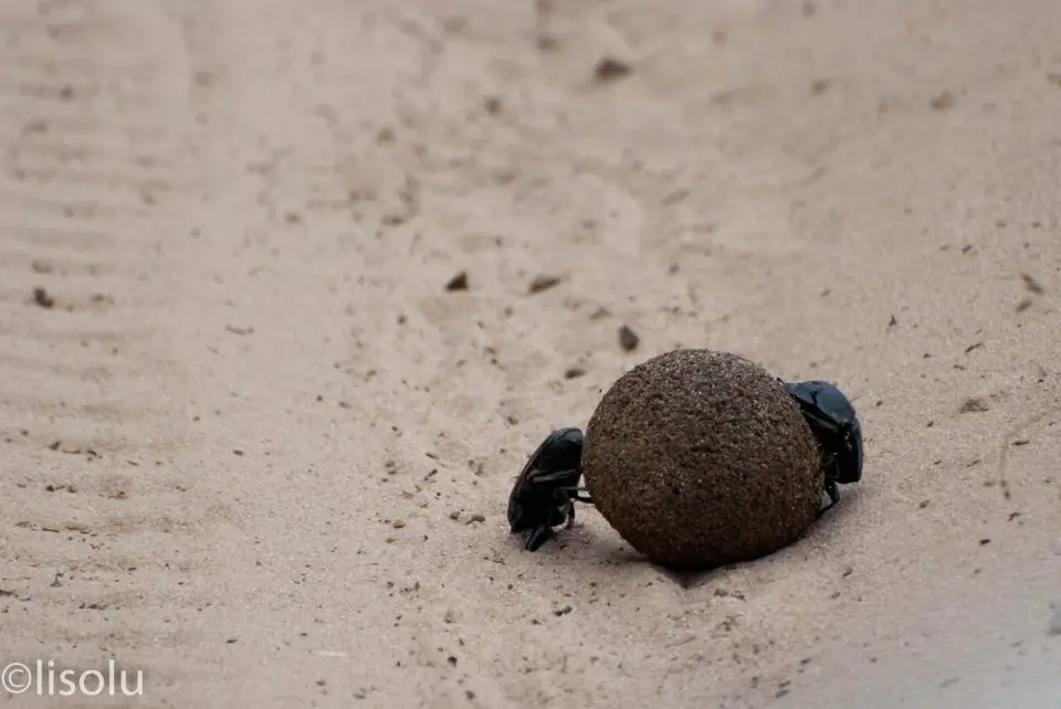 Tembe2012_110.jpg