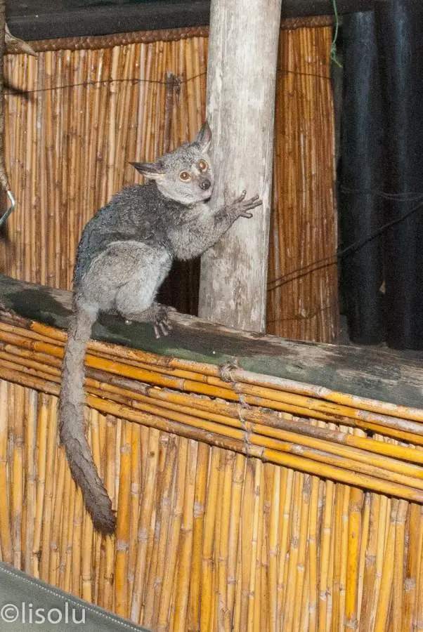 Tembe2012_113.jpg