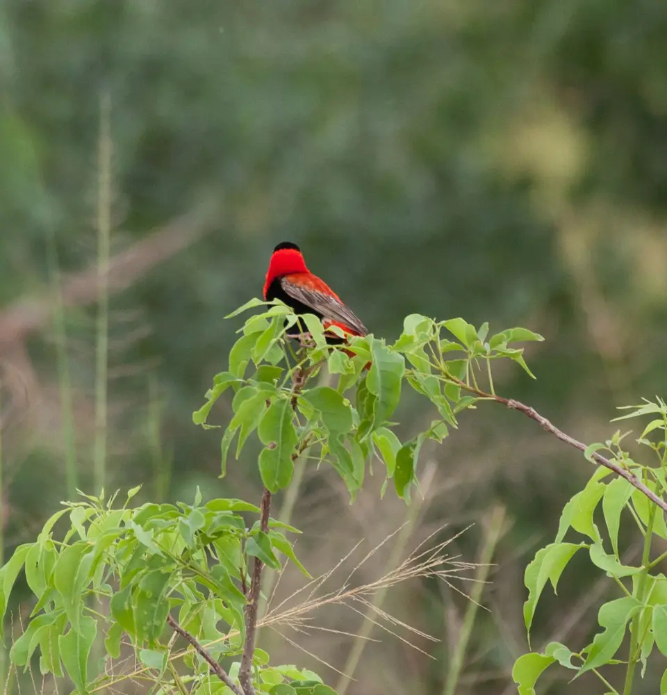 _MG_8706-2-2.JPG