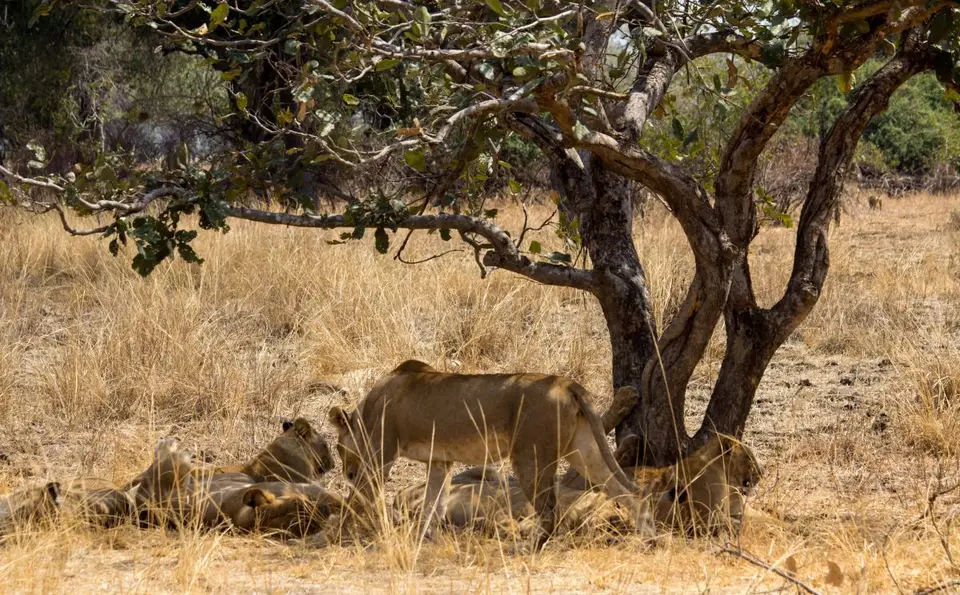h2531fed.jpg