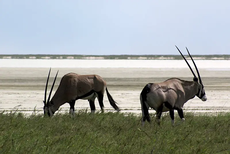 NamibiaEtoscha.JPG