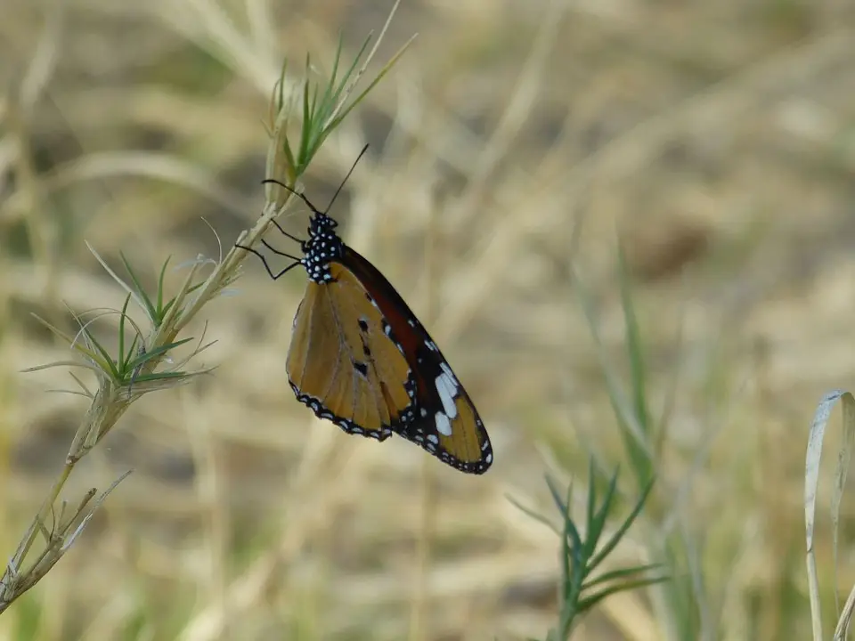hc4570d3.JPG