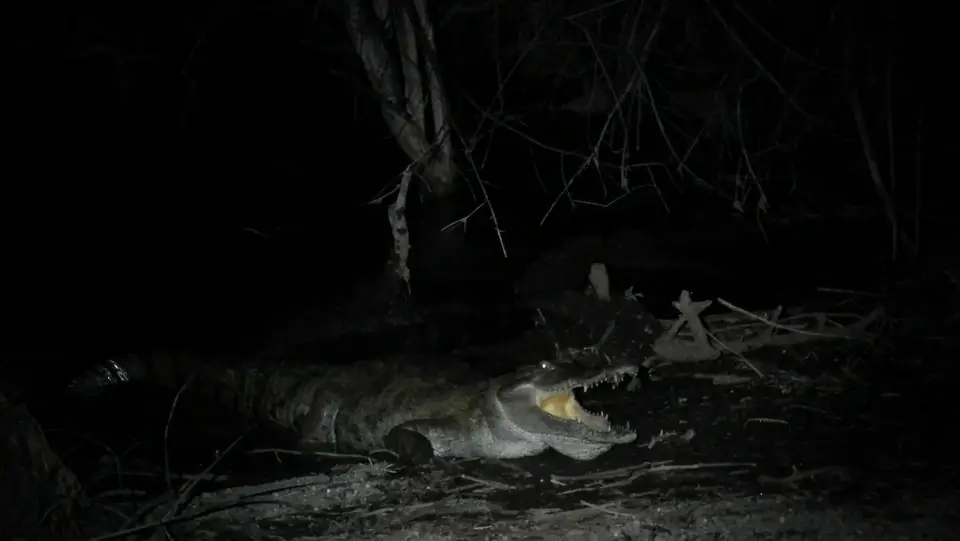 Reptilien_Krokodil_Kenya_RobertsCamp_DSCF2601.jpg