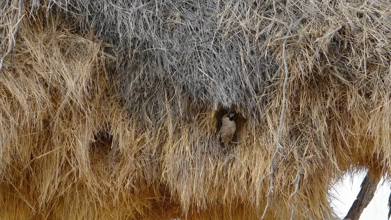 1Webervogelnest.jpg