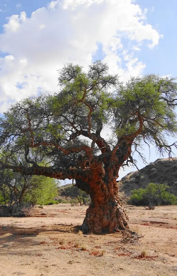 Baum.JPG