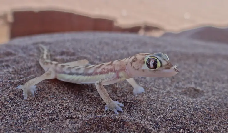Gecko.jpg