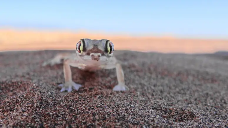Gecko2.jpg