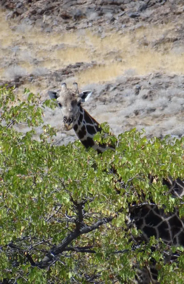Giraffe1.JPG