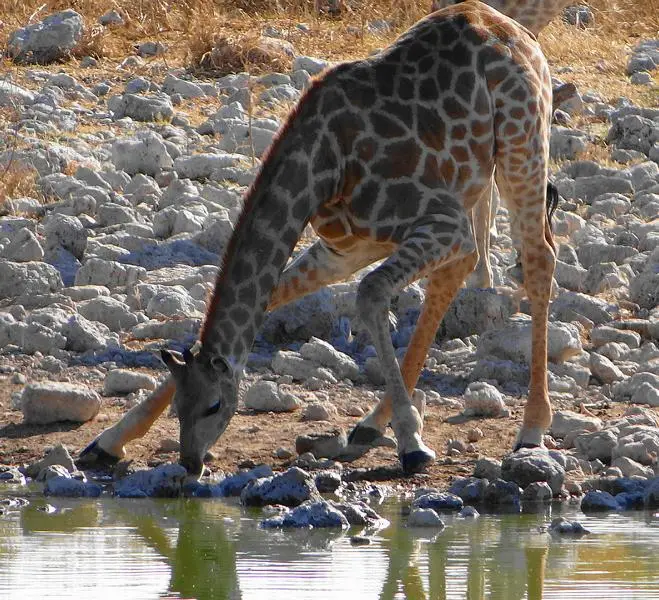 Giraffen3.JPG
