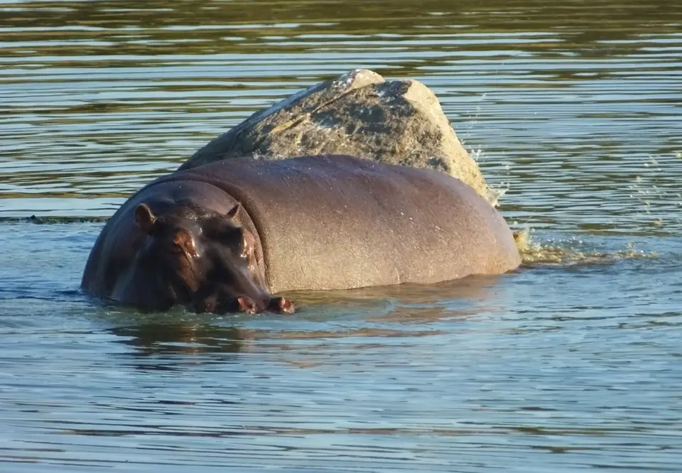 Hippo.jpg