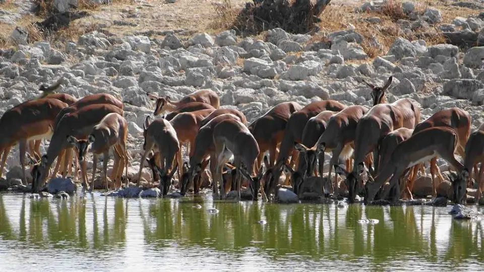 Impalas.JPG