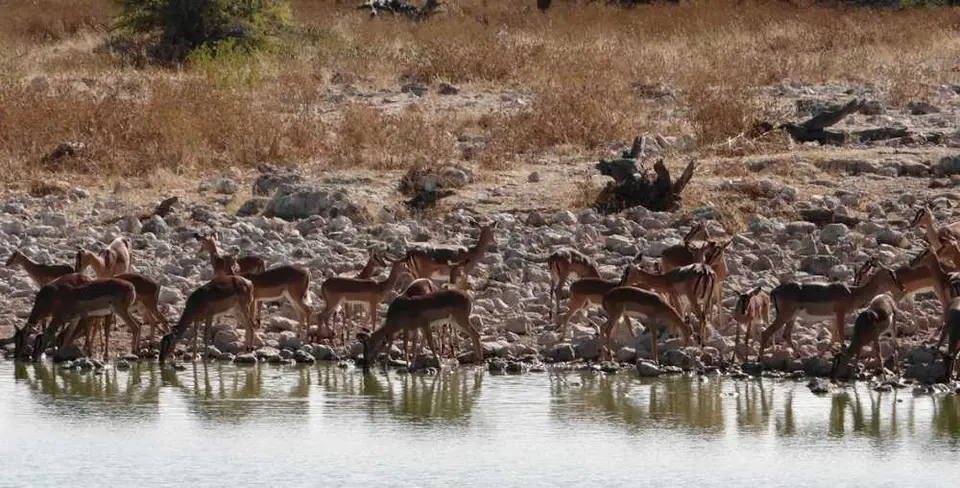 Impalas2.JPG