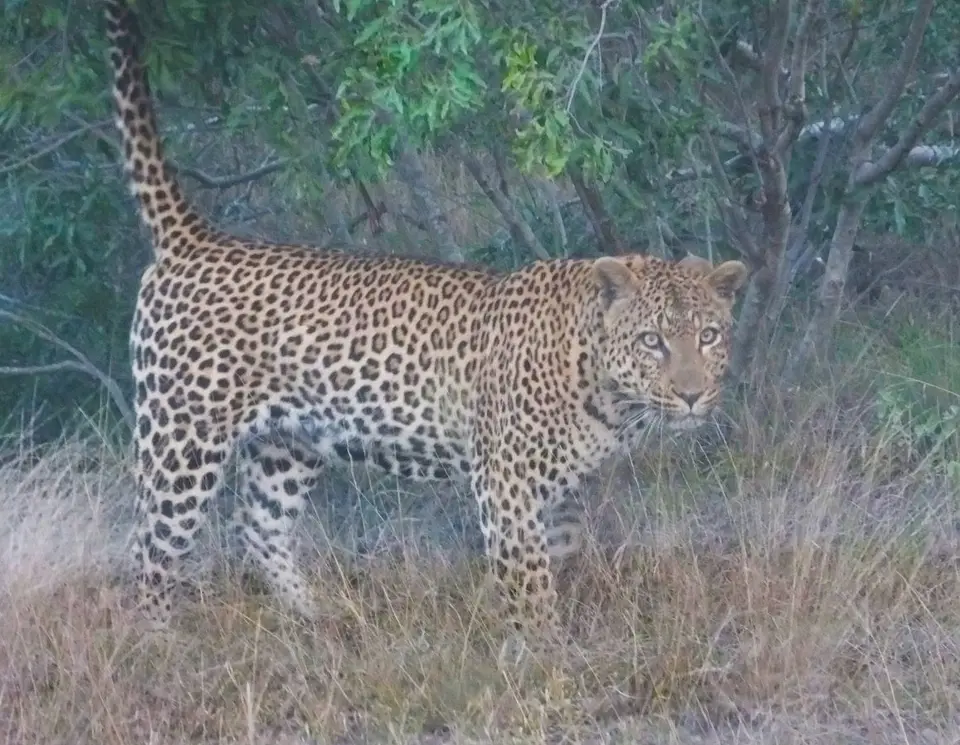 Leopard.jpg