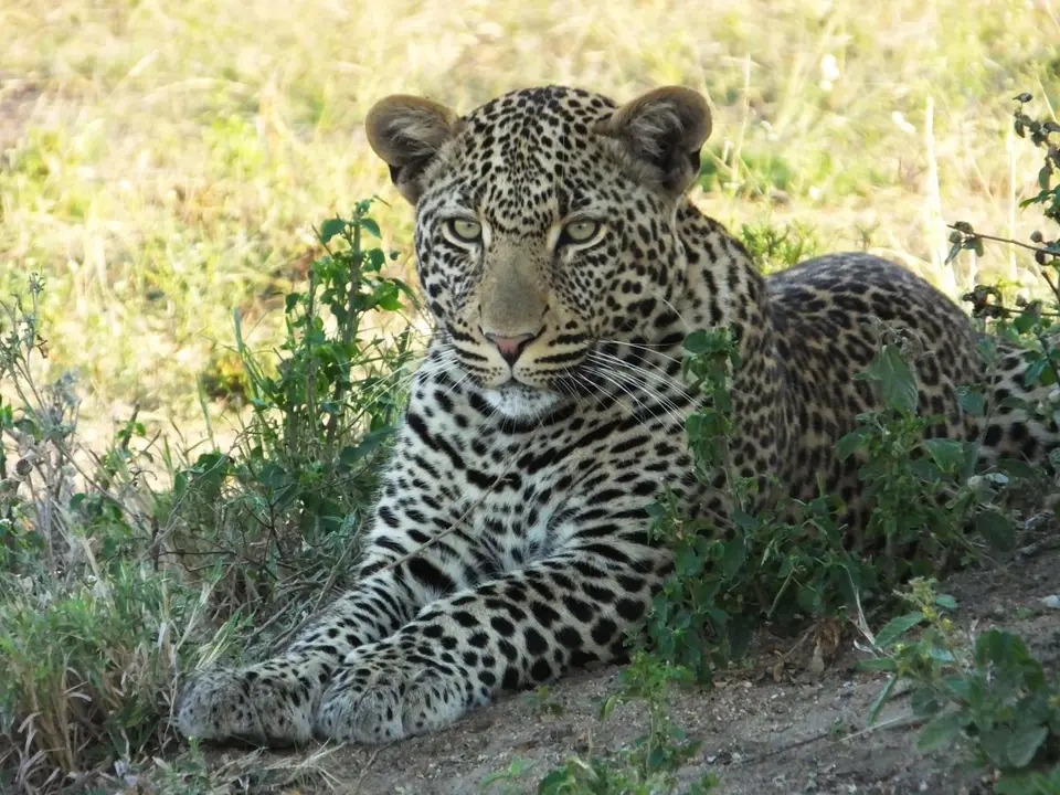 Leopard2_2013-06-23.jpg