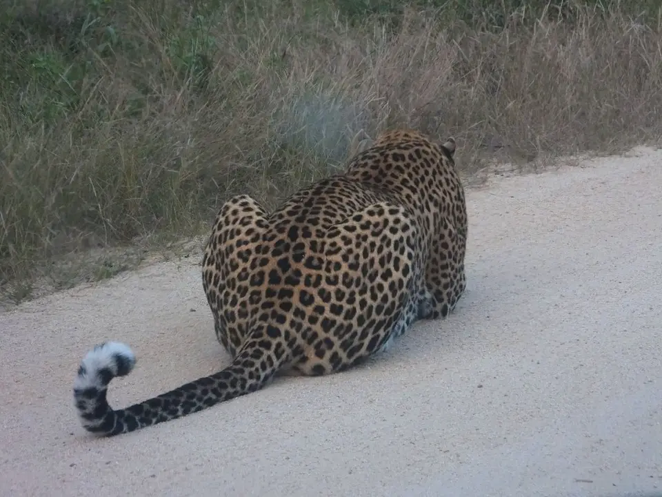 Leopard3.jpg