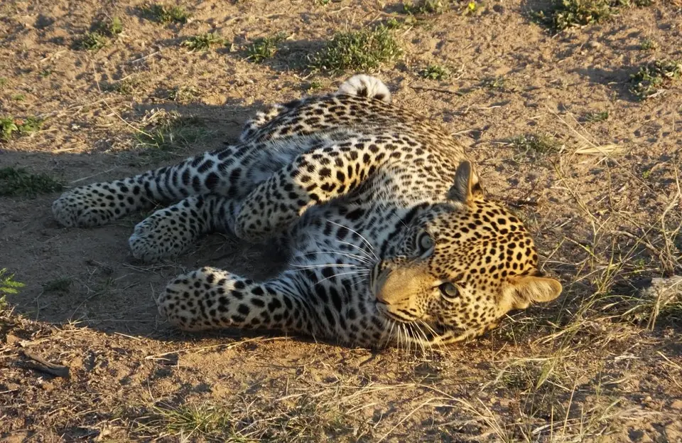 Leopard3_2013-06-23.jpg
