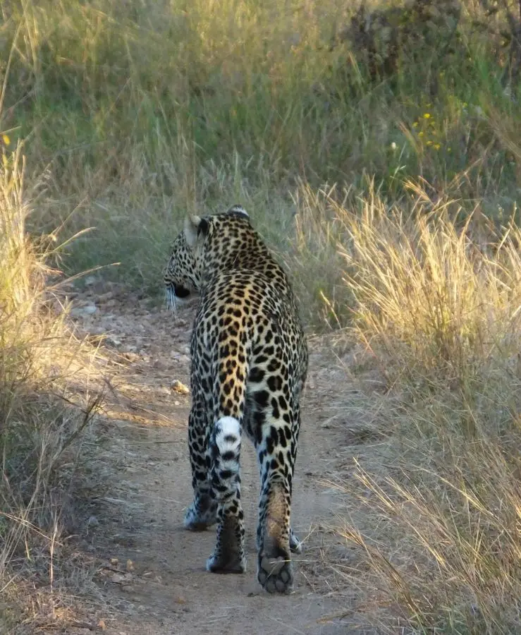 Leopard4_2013-06-23.jpg