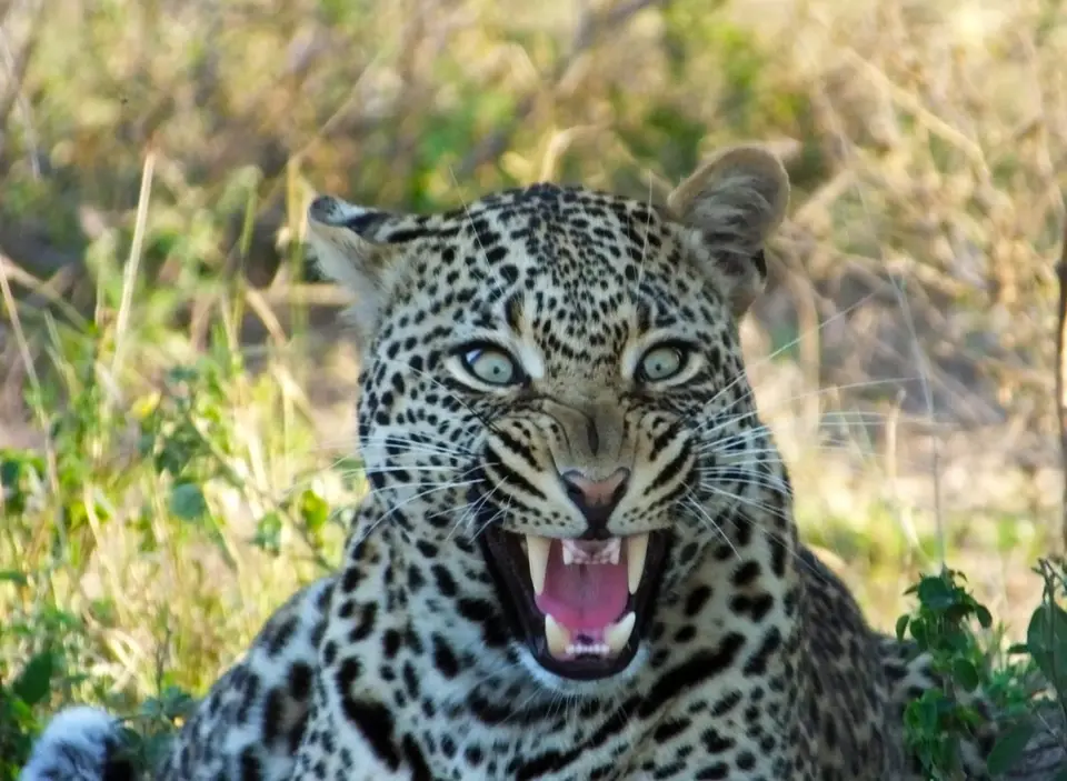 Leopard_2013-06-23.jpg