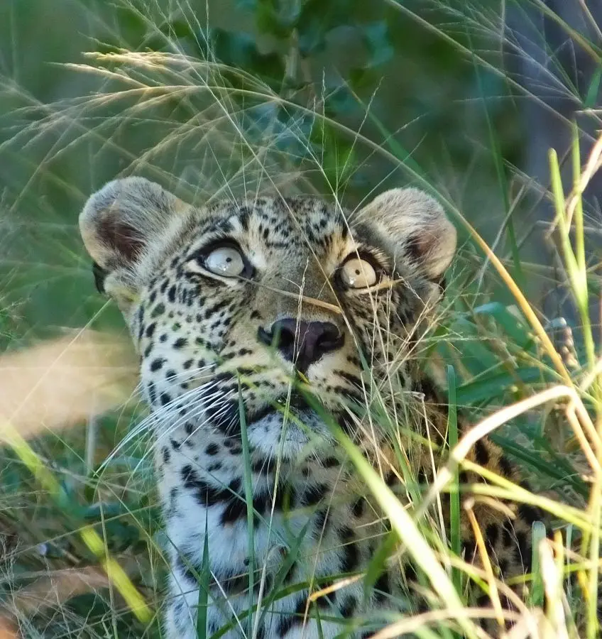 Leopard_2013-06-27.jpg