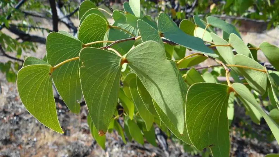 Mopane.JPG
