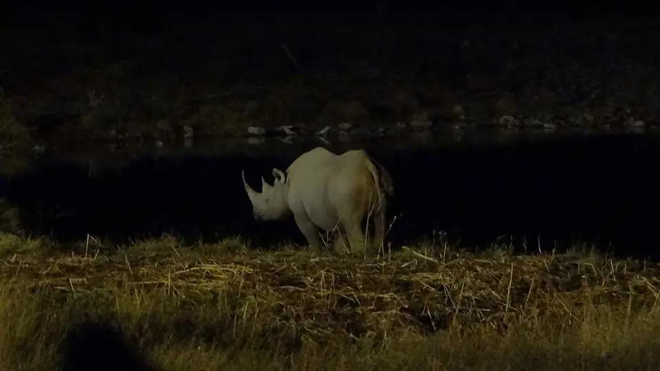 Nashorn.JPG