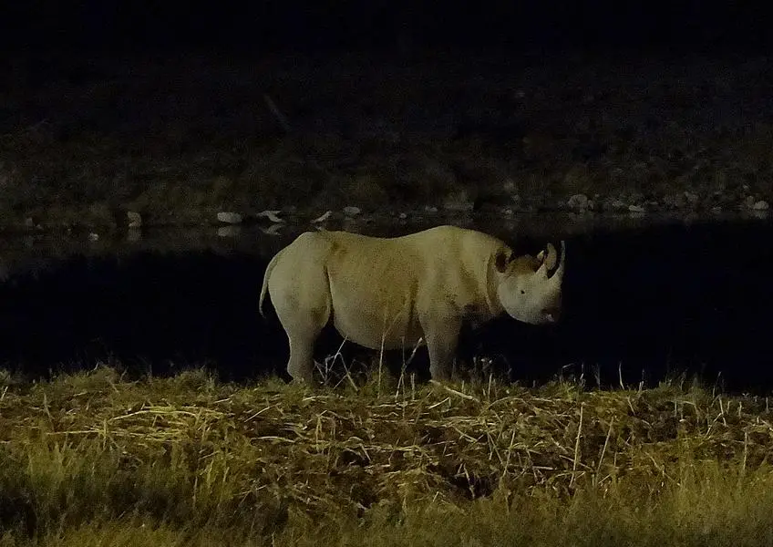 Nashorn2.JPG