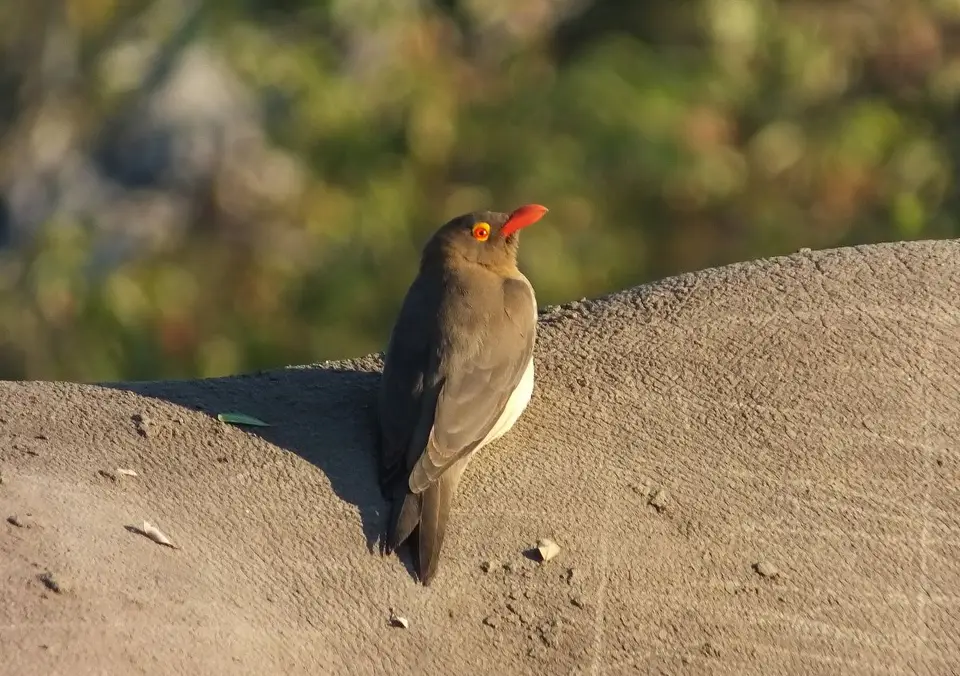 Oxpecker.jpg
