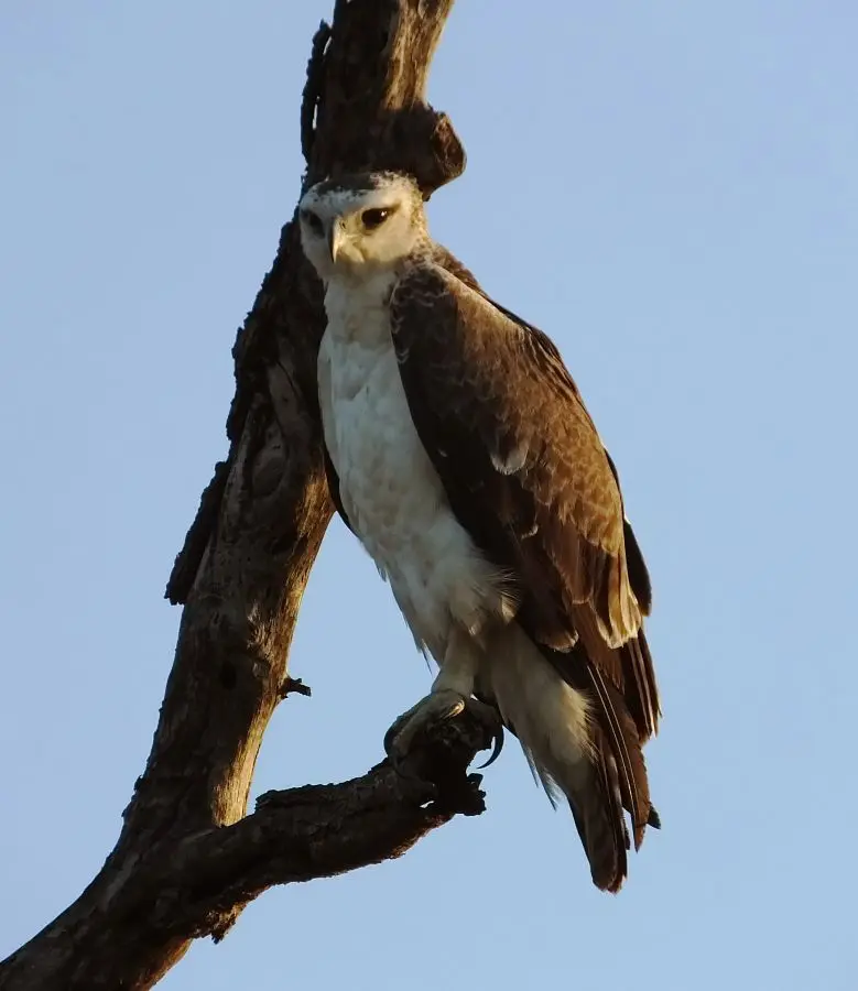 Raubvogel.jpg