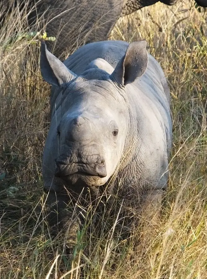 Rhinobaby.jpg